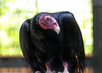 動物図鑑・ヒメコンドル